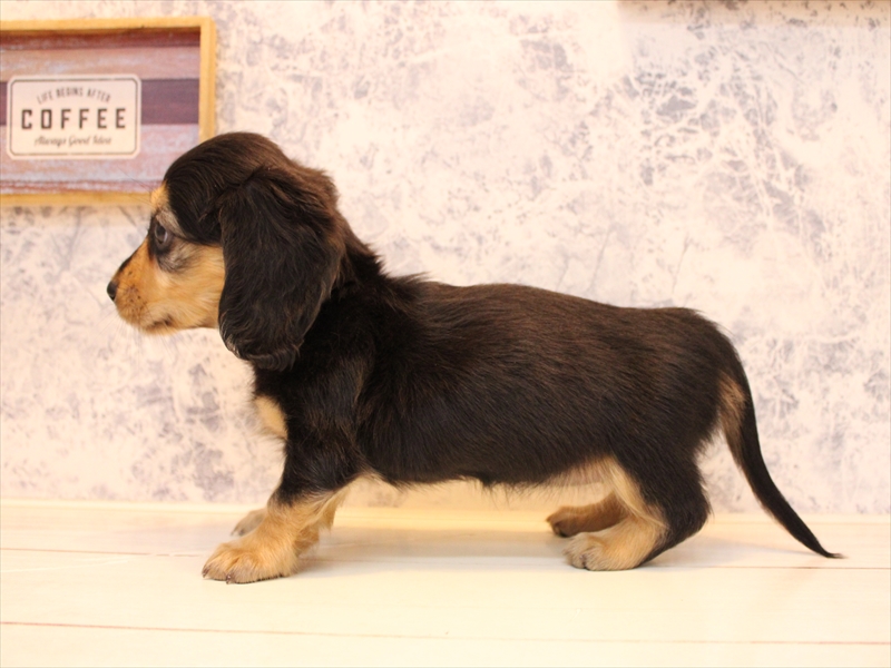 ミニチュア・ダックスフンド - FC高崎東部店 | ペッツワン